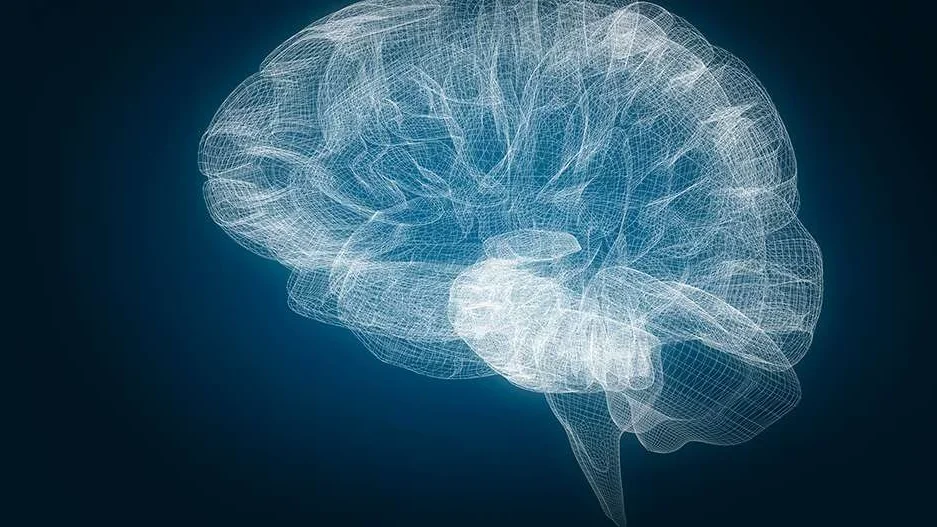 Photo of graphed out view of brain and brain stem 