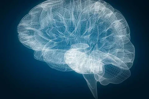Photo of graphed out view of brain and brain stem