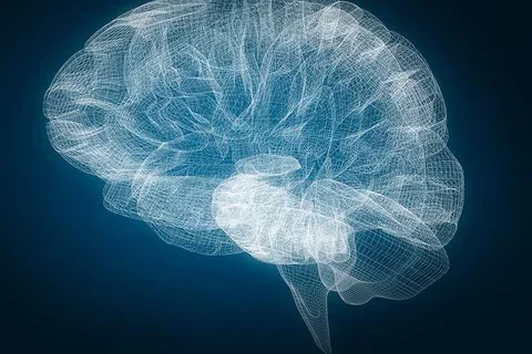 Brain