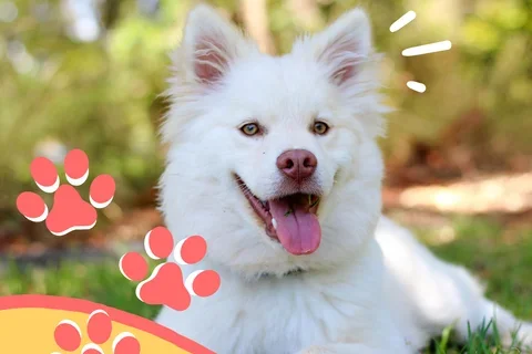 Therapy Dogs Flyer - Psych SIG