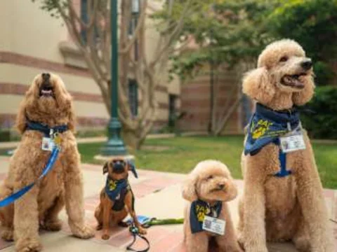 Group of therapy dogs wearing blue and gold PAC bandanas