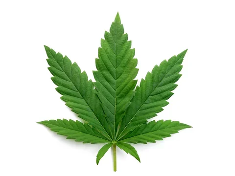 Cannabis leaf