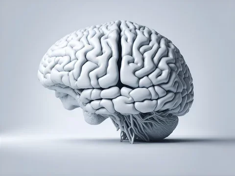 White brain in front of white background